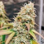 Cannabis seeds Meringue® from Dutch Passion
